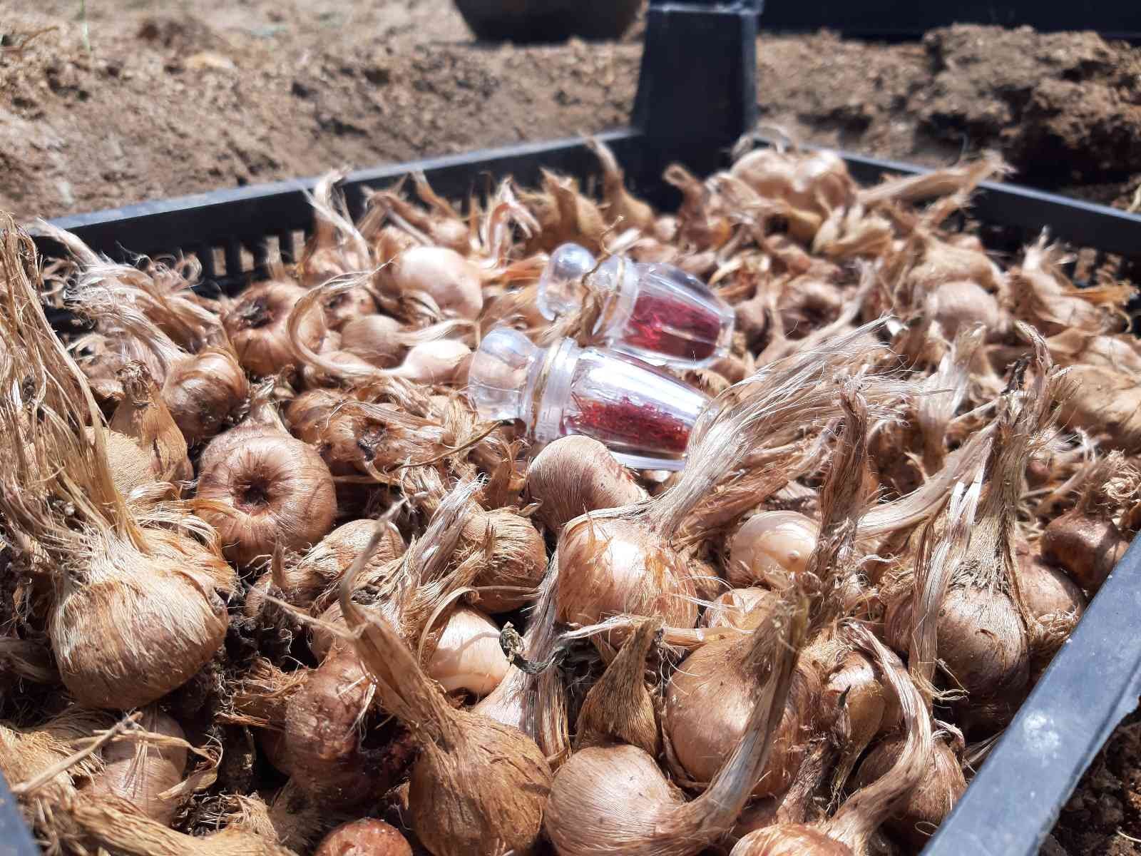 Edirne’de safranın soğan hasadı başladı Edirne’de boya, kozmetik, ilaç ve gıda gibi birçok alanda kullanılan, "şifalı bitki" olarak da adlandırılan safran bitkisinde soğanların hasadına ...