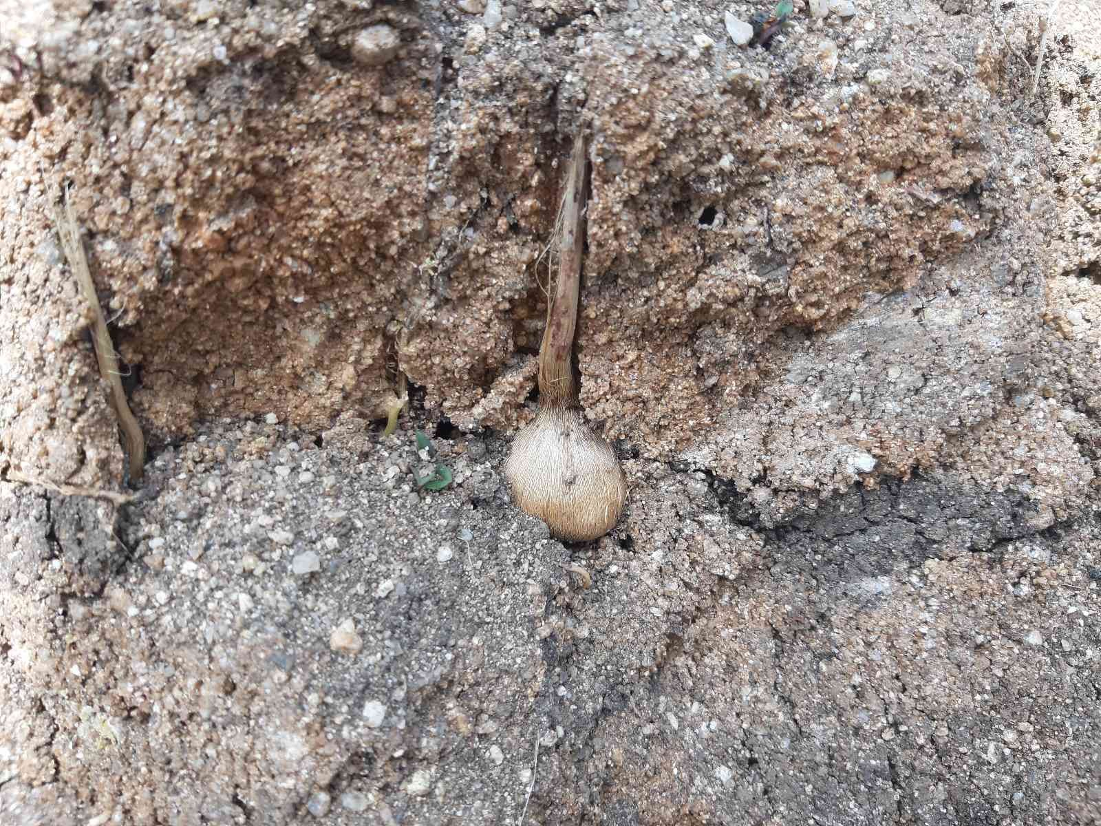 Edirne’de safranın soğan hasadı başladı Edirne’de boya, kozmetik, ilaç ve gıda gibi birçok alanda kullanılan, "şifalı bitki" olarak da adlandırılan safran bitkisinde soğanların hasadına ...