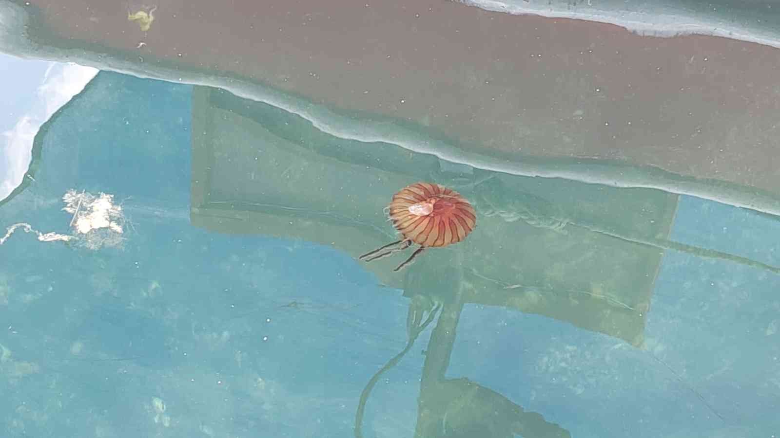 Marmara Denizi’nin Tekirdağ kıyılarında, kızıl tonlardaki denizanaları görülmeye devam ediyor. 30 yıldır denizde balıkçılık yapan Süleymanpaşa Su ...