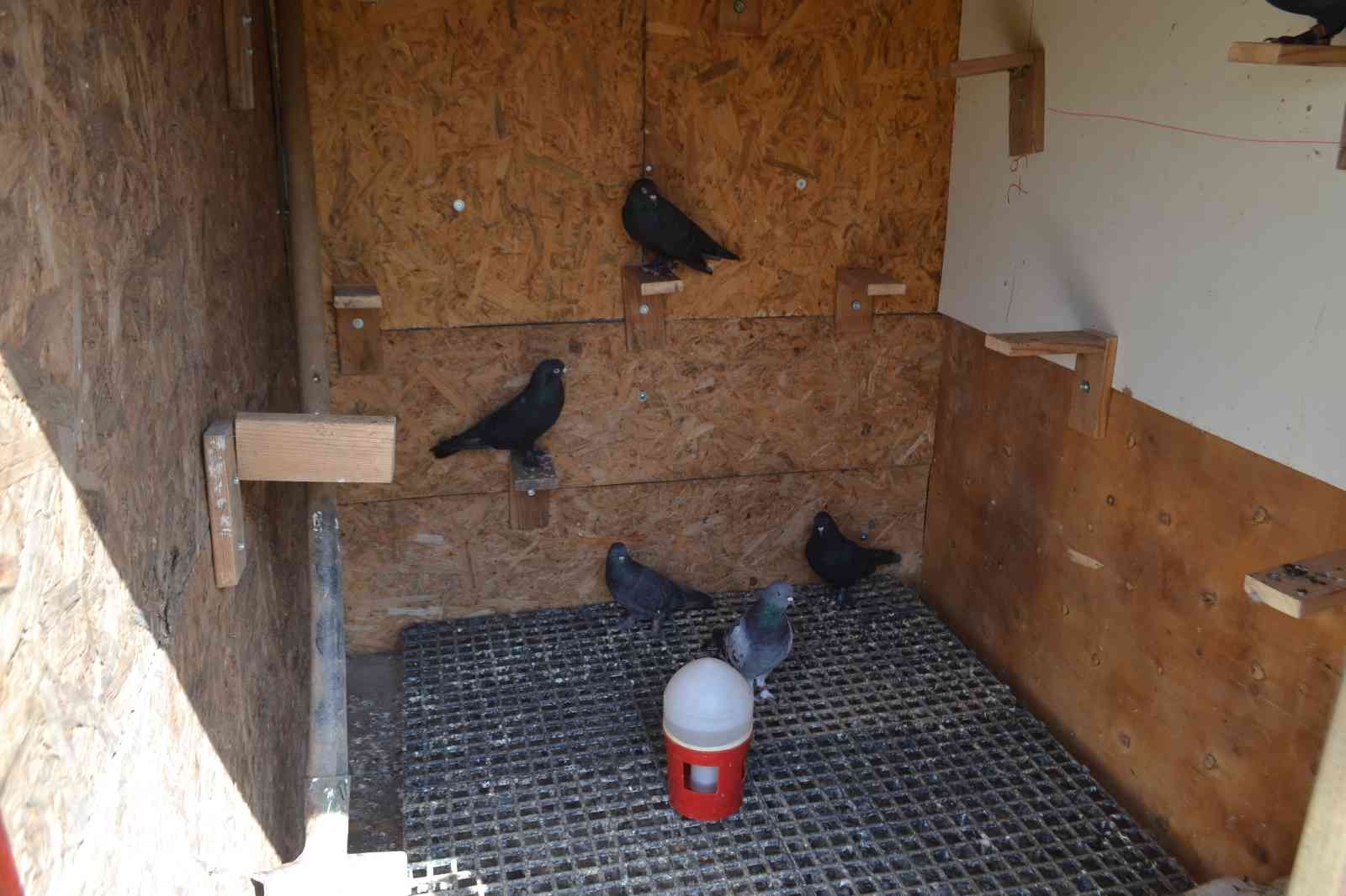 Güvercin sahibinden hırsızlara tepki: “Azıcık vicdanın varsa o güvercinleri getirip bırak” Tekirdağ’da güvercin kafesini kıran hırsızlar, 40 güvercini çalarak kayıplara karıştı. Olayın ardından konuşan güvercin sahipleri, “Gelip bizden ...