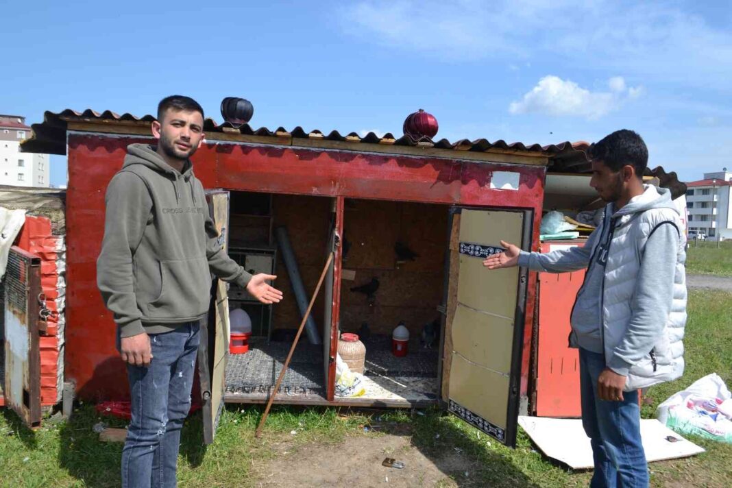guvercin-sahibinden-hirsizlara-tepki-azicik-vicdanin-varsa-o-guvercinleri-getirip-birak-qHAj4gSc.jpg