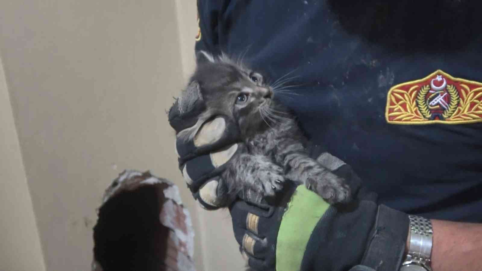 Kocaeli’de apartmanın havalandırma boşluğuna giren yavru kedi, itfaiye ekipleri tarafından kurtarıldı. Kedinin kurtarılması için ekipleri çağıran ...