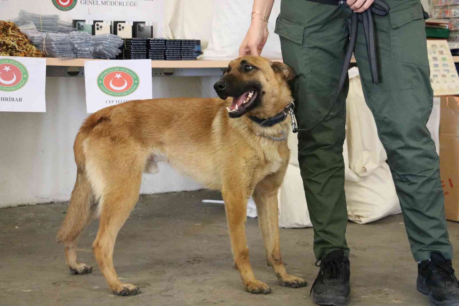 Kapıkule Gümrük Kapısı’nda gerçekleştirilen operasyonlarda, piyasa değeri yaklaşık 13 milyon Türk Lirası olan uyuşturucudan, kehribara, cep ...