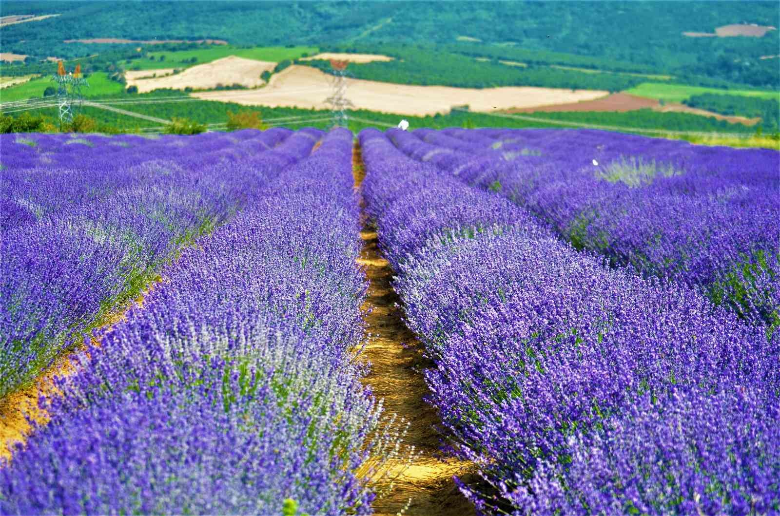 Kültür ve Turizm Müdürü, ‘Yanı başımızda koca bir dev var’ diyerek duyurdu Tekirdağ Kültür ve Turizm İl Müdürü Ahmet Hacıoğlu, ‘Yanı başımızda koca bir dev var’ diye İstanbul’u işaret ederek, bu yıl Tekirdağ’daki lavanta ...
