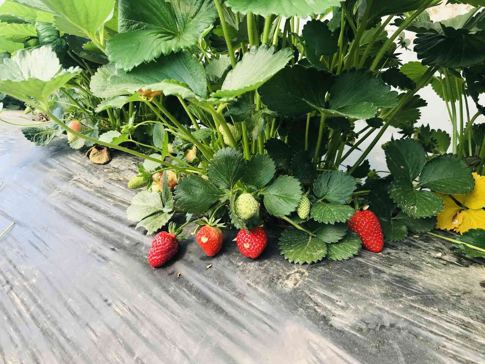 Meşhur Yenice çileğinin ilk hasadı yapıldı Çanakkale’nin Yenice ilçesinde örtü altında yetiştirilen çileğin ilk hasadı üreticilerin yüzünü güldürdü. Çanakkale’nin Yenice ilçesinde açık ve ...
