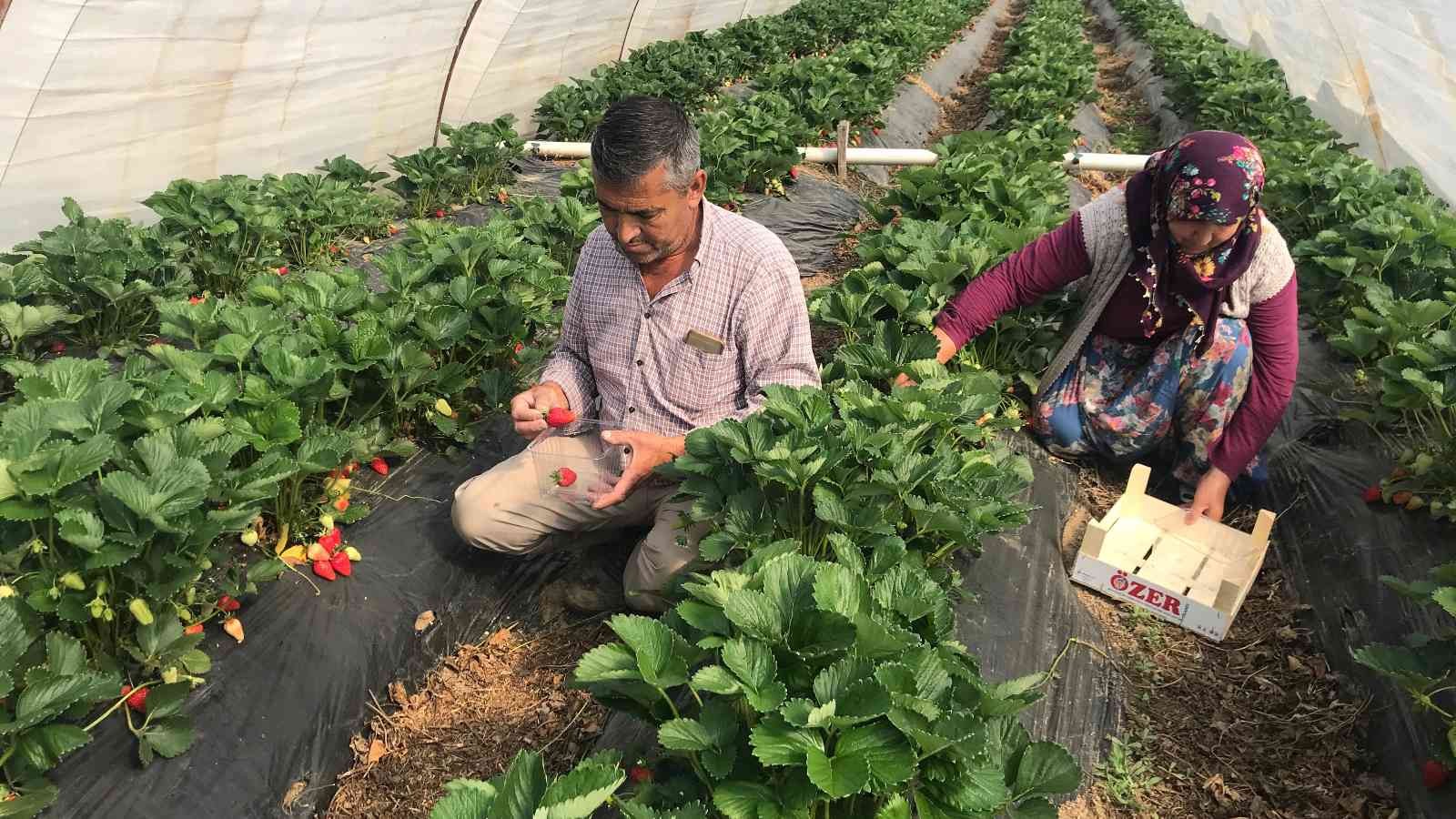 Meşhur Yenice çileğinin ilk hasadı yapıldı Çanakkale’nin Yenice ilçesinde örtü altında yetiştirilen çileğin ilk hasadı üreticilerin yüzünü güldürdü. Çanakkale’nin Yenice ilçesinde açık ve ...