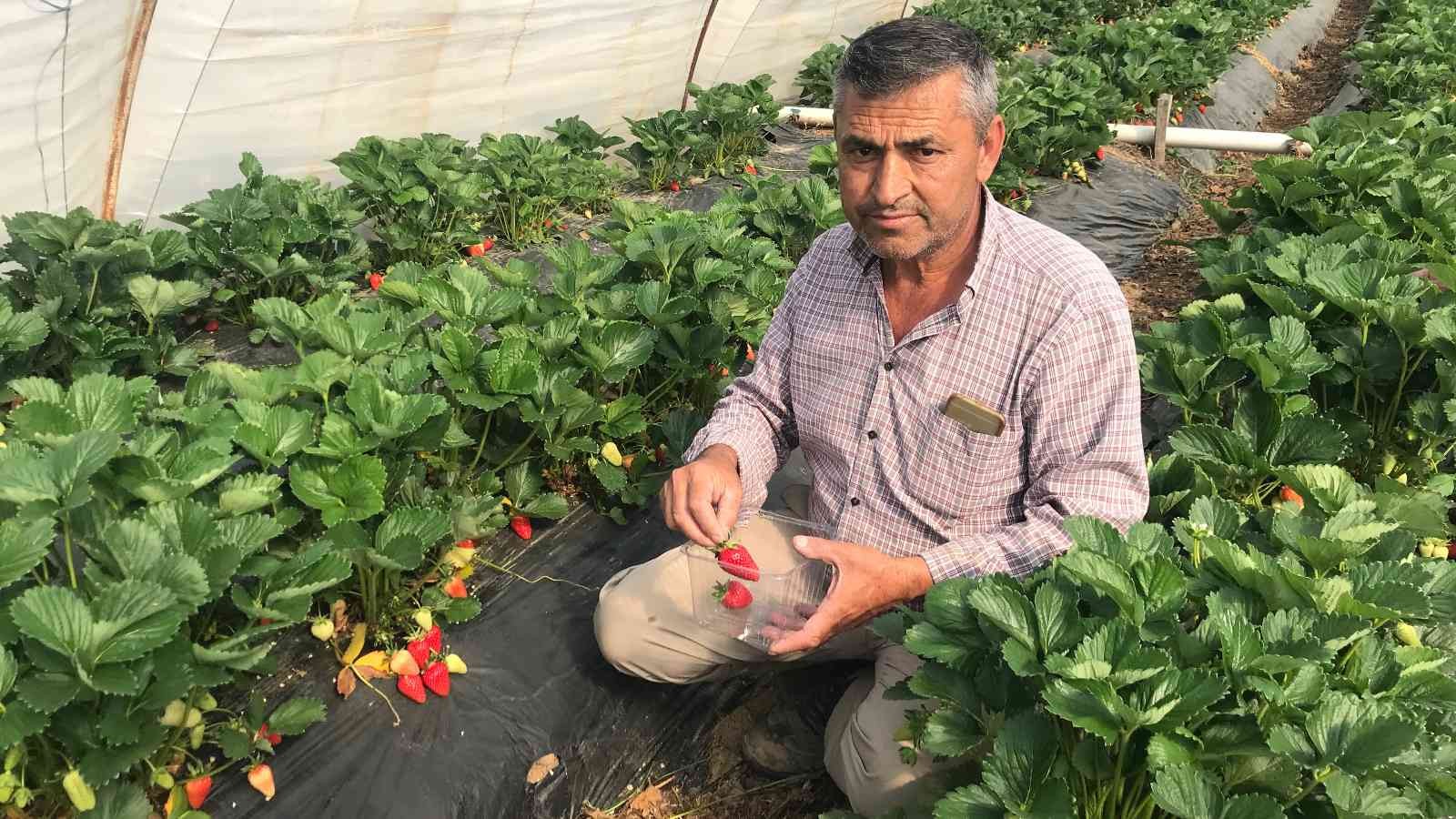 Meşhur Yenice çileğinin ilk hasadı yapıldı Çanakkale’nin Yenice ilçesinde örtü altında yetiştirilen çileğin ilk hasadı üreticilerin yüzünü güldürdü. Çanakkale’nin Yenice ilçesinde açık ve ...