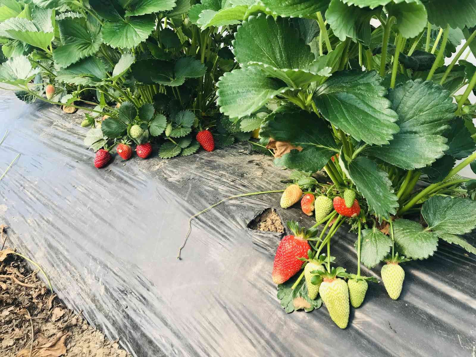 Meşhur Yenice çileğinin ilk hasadı yapıldı Çanakkale’nin Yenice ilçesinde örtü altında yetiştirilen çileğin ilk hasadı üreticilerin yüzünü güldürdü. Çanakkale’nin Yenice ilçesinde açık ve ...