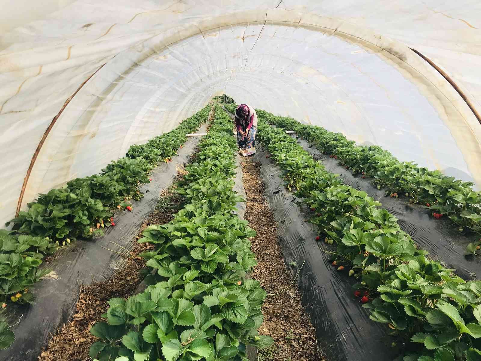 Meşhur Yenice çileğinin ilk hasadı yapıldı Çanakkale’nin Yenice ilçesinde örtü altında yetiştirilen çileğin ilk hasadı üreticilerin yüzünü güldürdü. Çanakkale’nin Yenice ilçesinde açık ve ...