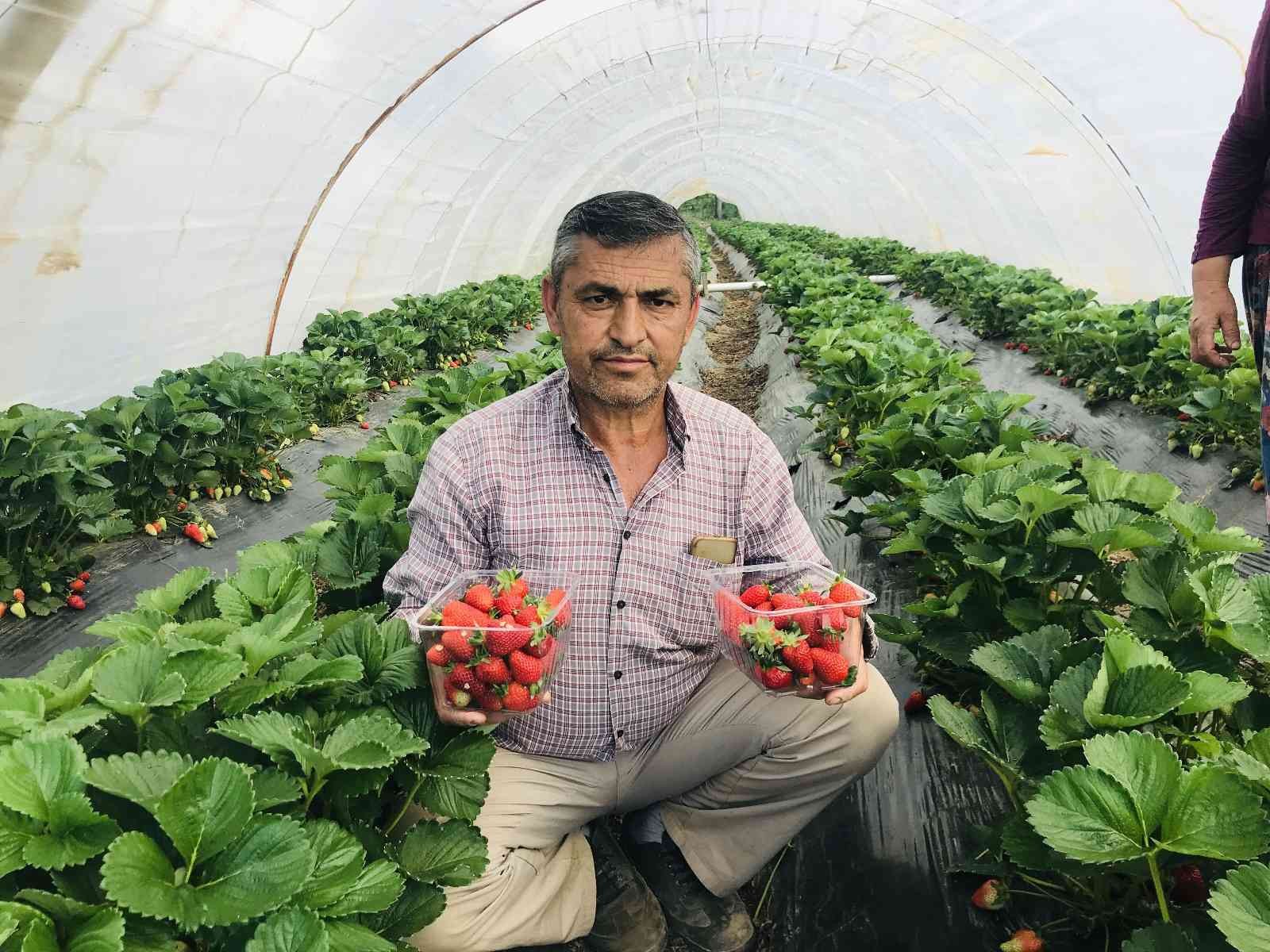 Meşhur Yenice çileğinin ilk hasadı yapıldı Çanakkale’nin Yenice ilçesinde örtü altında yetiştirilen çileğin ilk hasadı üreticilerin yüzünü güldürdü. Çanakkale’nin Yenice ilçesinde açık ve ...
