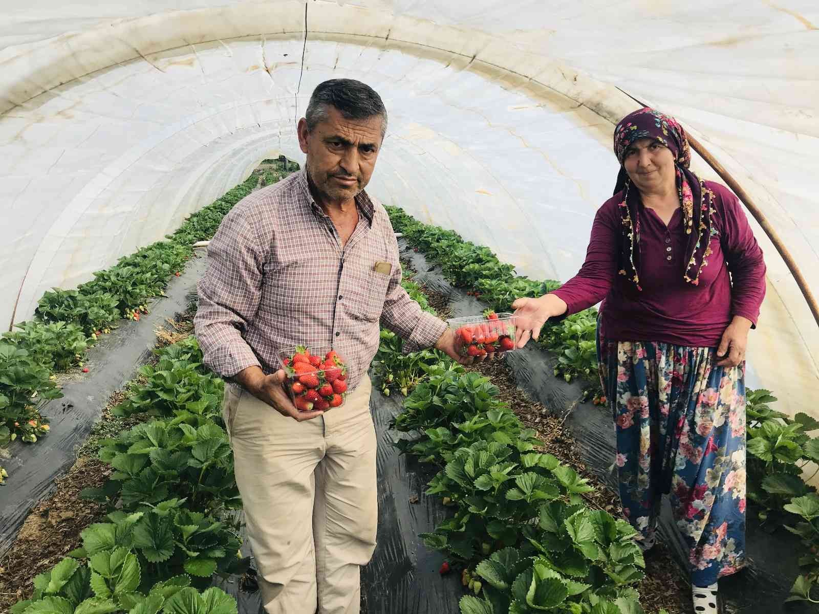 Meşhur Yenice çileğinin ilk hasadı yapıldı Çanakkale’nin Yenice ilçesinde örtü altında yetiştirilen çileğin ilk hasadı üreticilerin yüzünü güldürdü. Çanakkale’nin Yenice ilçesinde açık ve ...