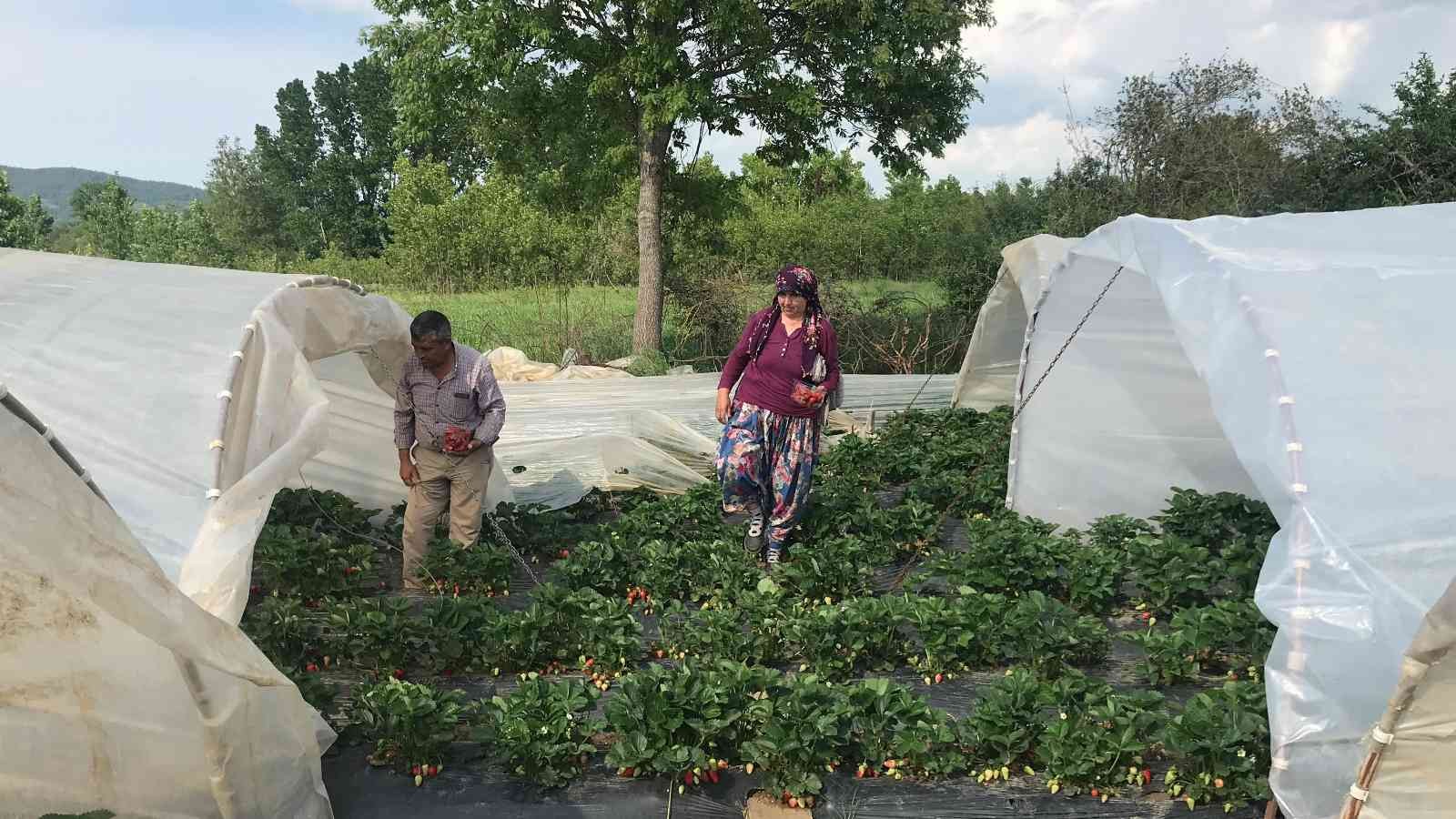 Meşhur Yenice çileğinin ilk hasadı yapıldı Çanakkale’nin Yenice ilçesinde örtü altında yetiştirilen çileğin ilk hasadı üreticilerin yüzünü güldürdü. Çanakkale’nin Yenice ilçesinde açık ve ...