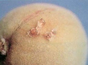 Meyve üreticilerine uyarı Kırklareli İl Tarım ve Orman Müdürlüğü, meyve üreticilerini ‘Doğu Meyve Güvesi’ne karşı uyardı. Kırklareli İl Tarım ve Orman Müdürlüğü’nde ...