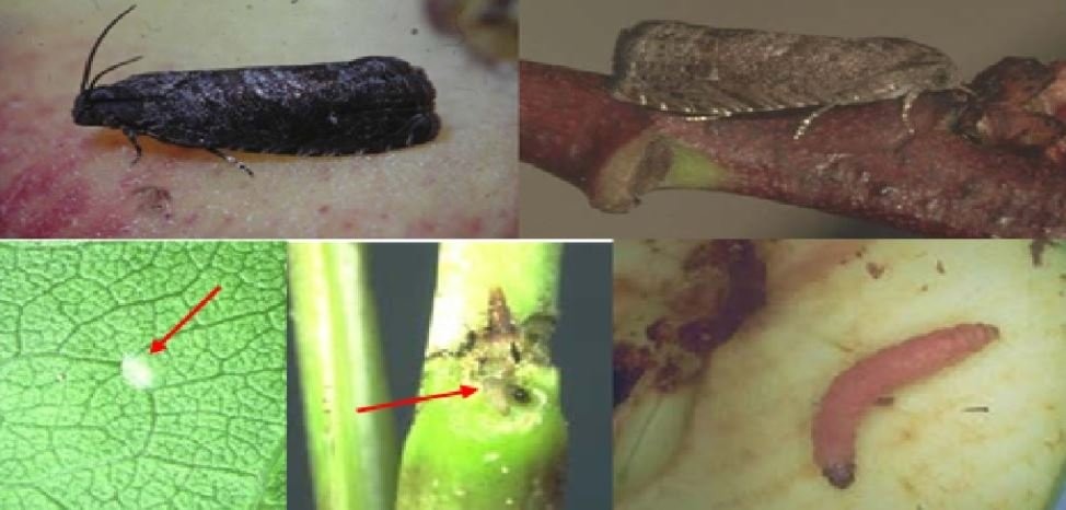 Meyve üreticilerine uyarı Kırklareli İl Tarım ve Orman Müdürlüğü, meyve üreticilerini ‘Doğu Meyve Güvesi’ne karşı uyardı. Kırklareli İl Tarım ve Orman Müdürlüğü’nde ...