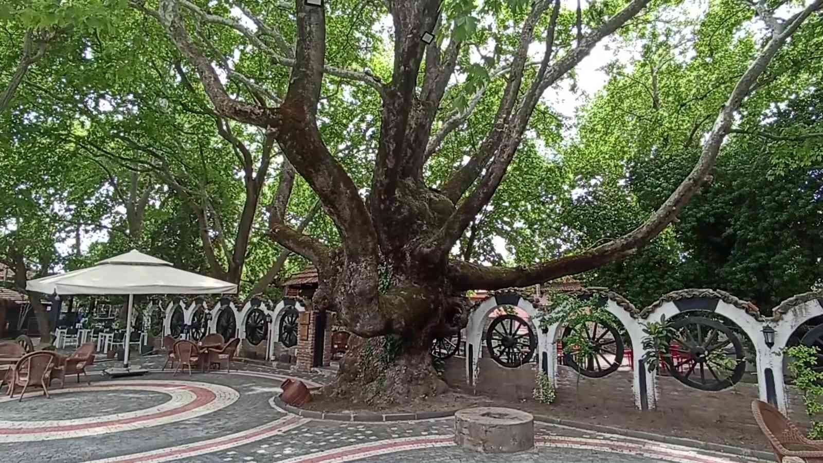 Balıkesir’in Edremit ilçesinde Kazdağları eteklerinde yer alan tescilli anıt ağaçlar turizme kazandırılıyor. Son olarak Manastırhan’da bulunan ...