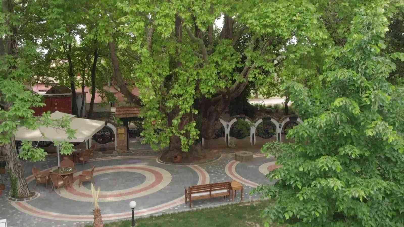 Balıkesir’in Edremit ilçesinde Kazdağları eteklerinde yer alan tescilli anıt ağaçlar turizme kazandırılıyor. Son olarak Manastırhan’da bulunan ...