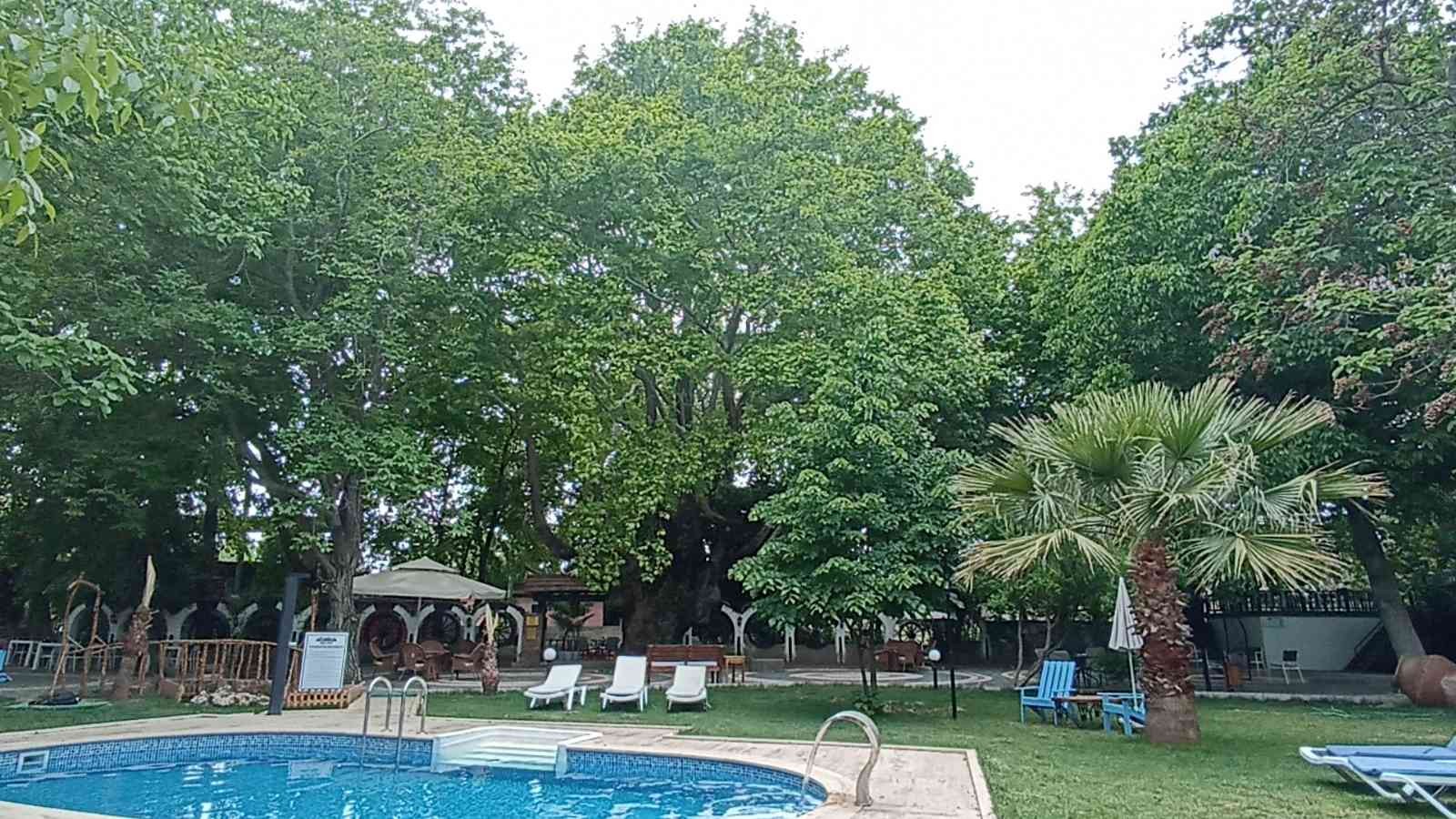 Balıkesir’in Edremit ilçesinde Kazdağları eteklerinde yer alan tescilli anıt ağaçlar turizme kazandırılıyor. Son olarak Manastırhan’da bulunan ...