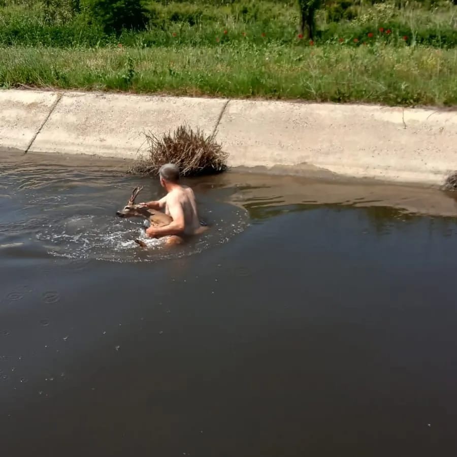 Sulama kanalına düşen karacayı muhtar kurtardı Edirne’de sulama kanalına düşen yaralı karaca, köy muhtarı tarafından kurtarılarak Doğa Koruma ve Milli Parklar ekiplerine teslim edildi. İpsala ...