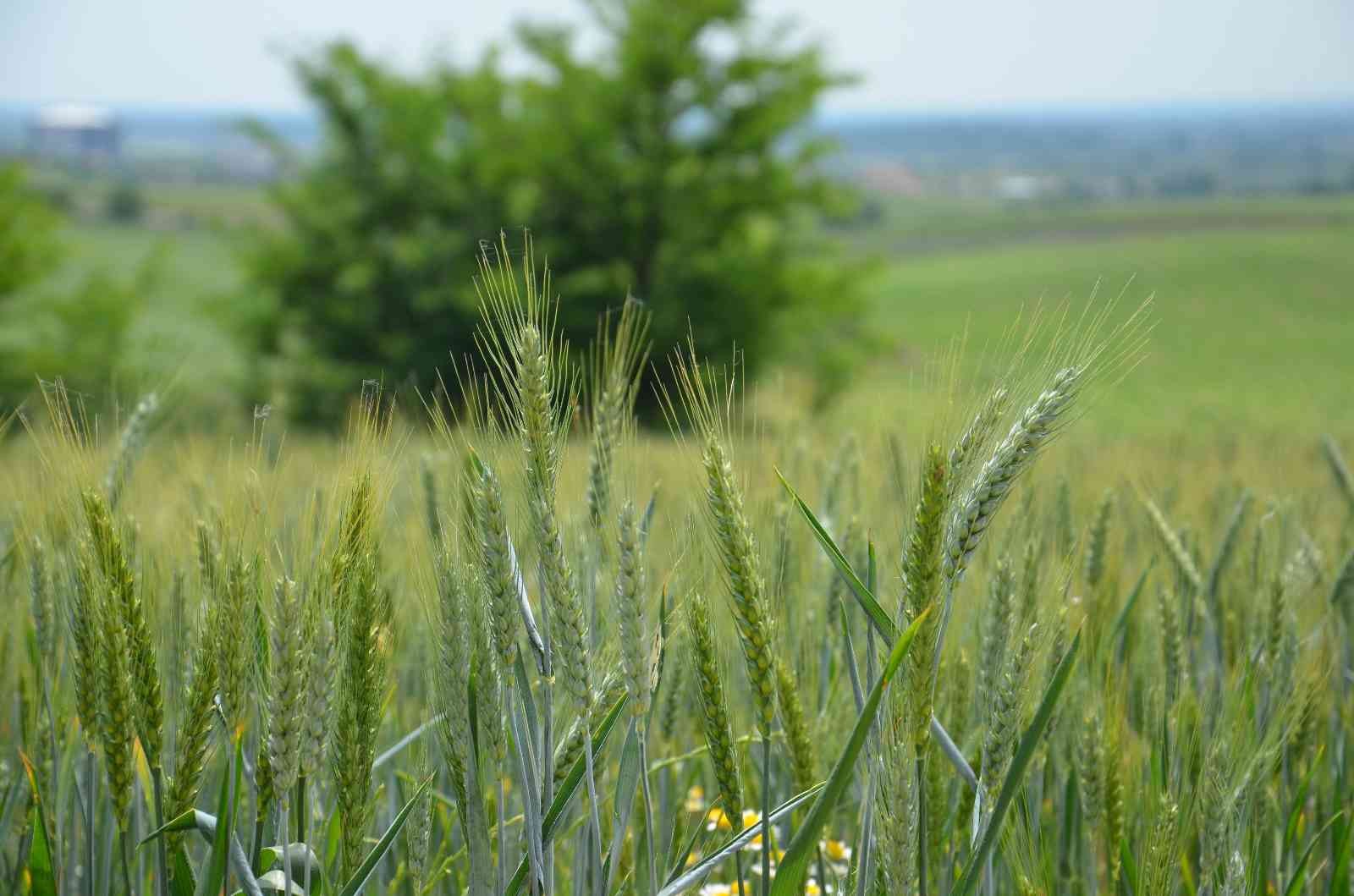 Ulusal Hububat Konseyi’nin bu yılki buğday rekoltesine ilişkin raporuna göre, Türkiye’nin 2022 yılı buğday rekoltesinin geçen yıla göre 17 milyon ...