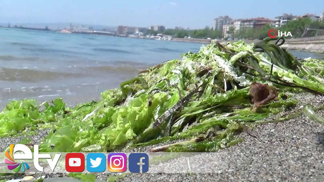 MARMARADENIZIKENDITEMIZLIYOR