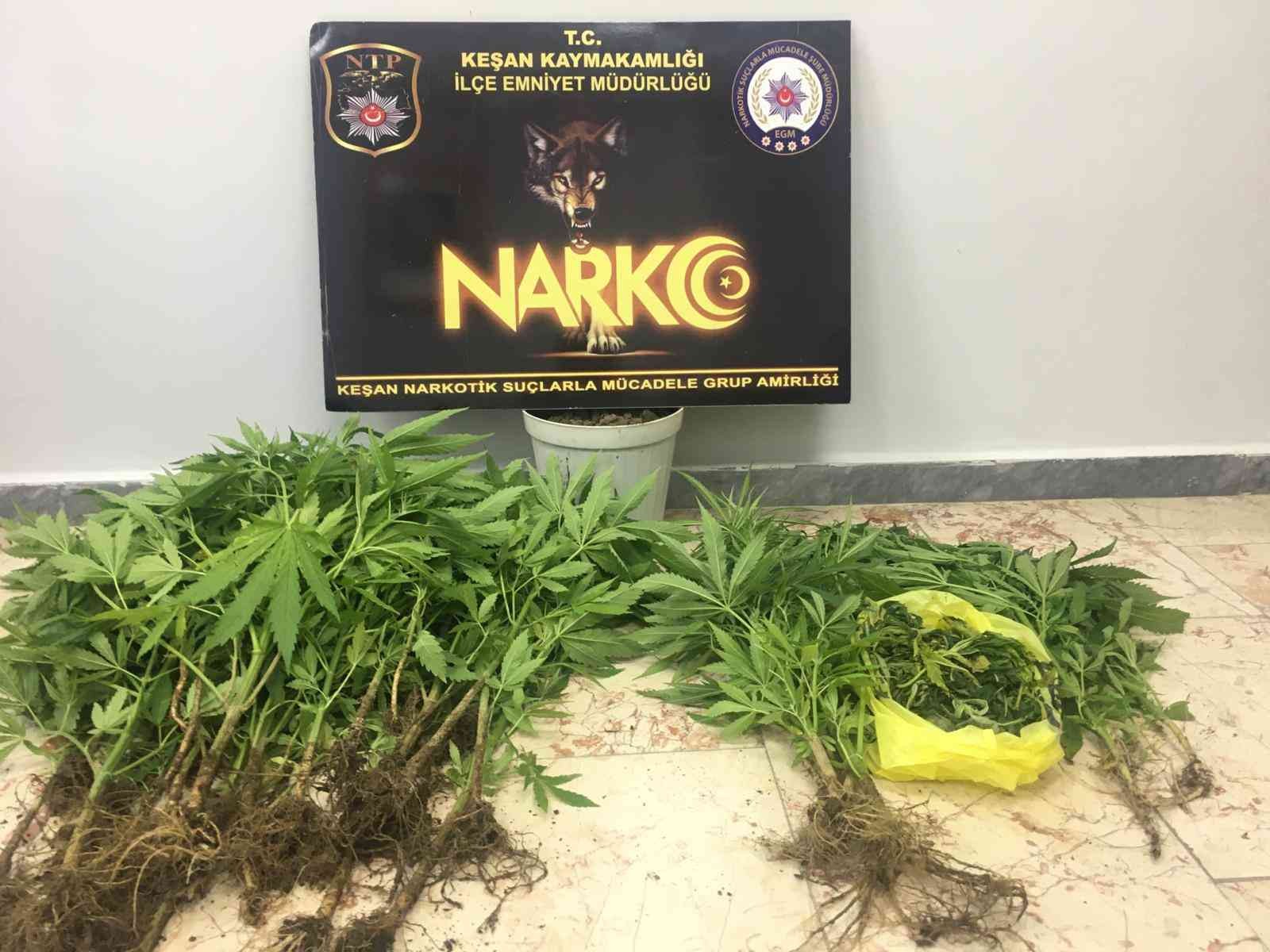 Edirne’nin Keşan ilçesinde iki adrese operasyon düzenleyen polis ekipleri, saksı içinde yetiştirilen kenevirleri ele geçirdi. Operasyonda ...