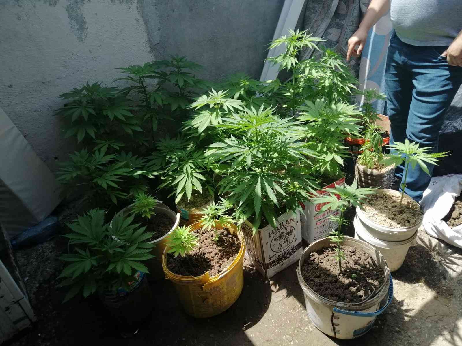 Edirne’nin Keşan ilçesinde iki adrese operasyon düzenleyen polis ekipleri, saksı içinde yetiştirilen kenevirleri ele geçirdi. Operasyonda ...