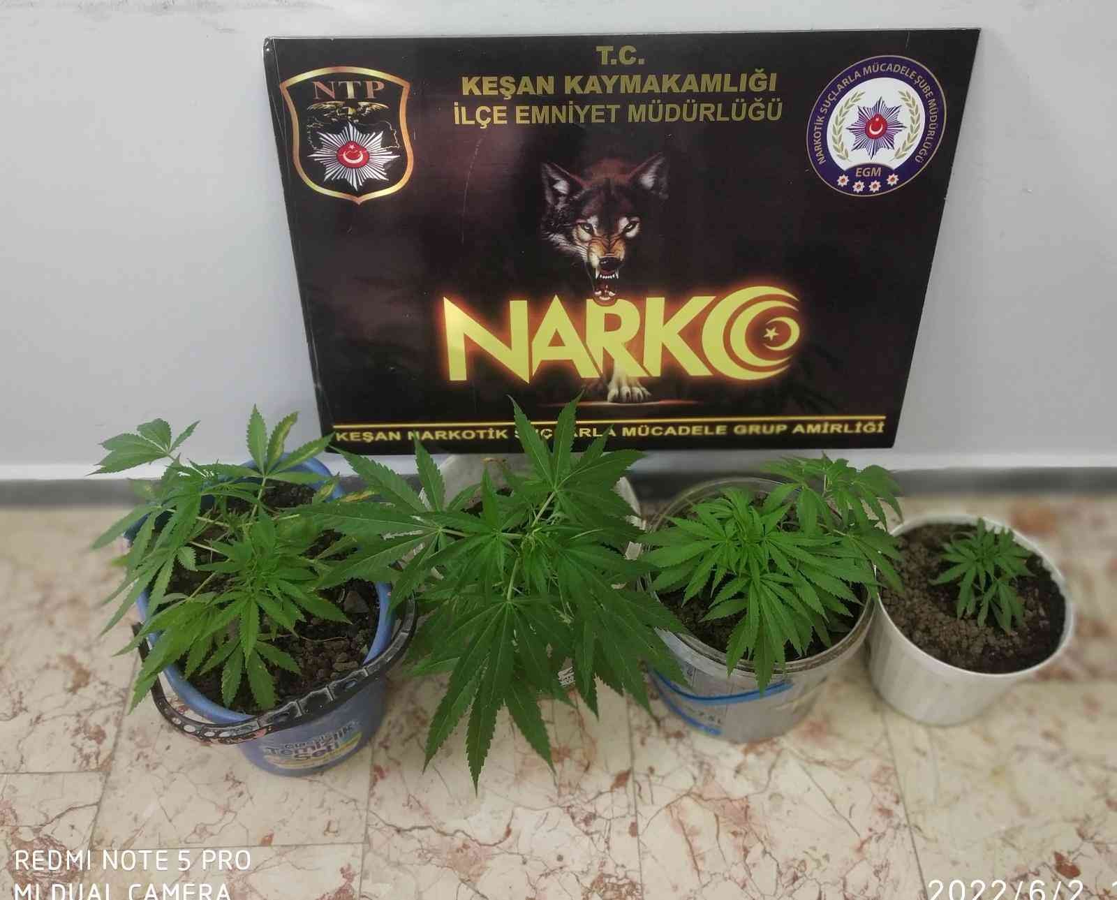 Edirne’nin Keşan ilçesinde iki adrese operasyon düzenleyen polis ekipleri, saksı içinde yetiştirilen kenevirleri ele geçirdi. Operasyonda ...