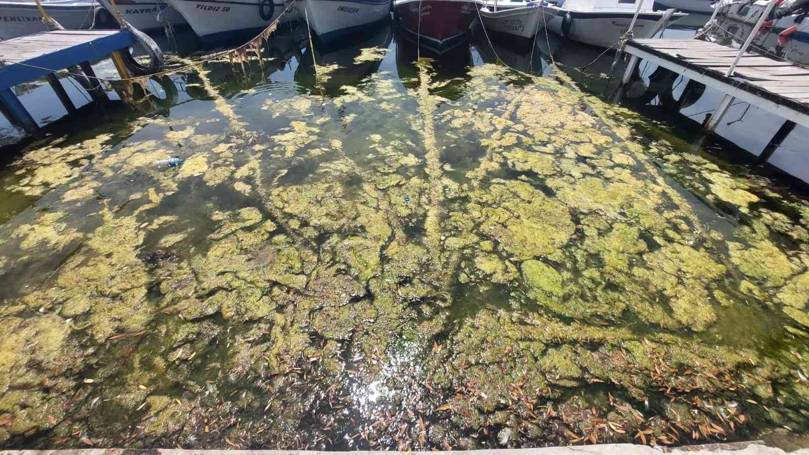 Marmara denizi kendini temizliyor: Kıyılar yosunla kaplanıyor Marmara Denizinin dibindeki yosun parçaları diplerden koparak kıyıya vurması sonucu Tekirdağ’ın Süleymanpaşa ilçesindeki sahil kıyılarında yosun ...