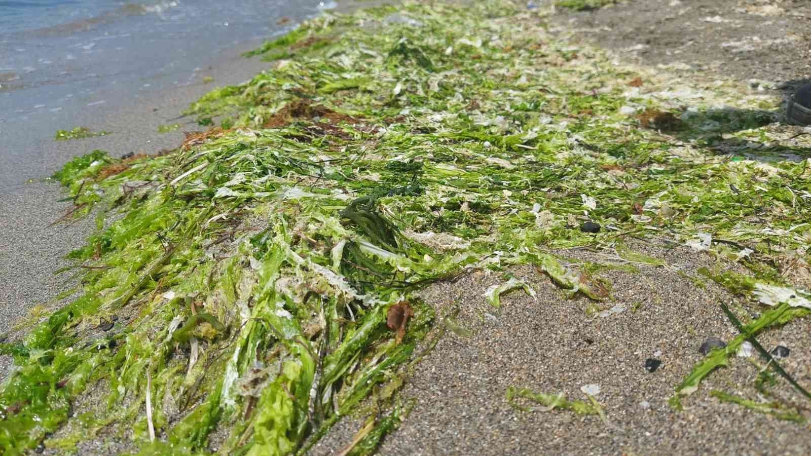 Marmara denizi kendini temizliyor: Kıyılar yosunla kaplanıyor Marmara Denizinin dibindeki yosun parçaları diplerden koparak kıyıya vurması sonucu Tekirdağ’ın Süleymanpaşa ilçesindeki sahil kıyılarında yosun ...