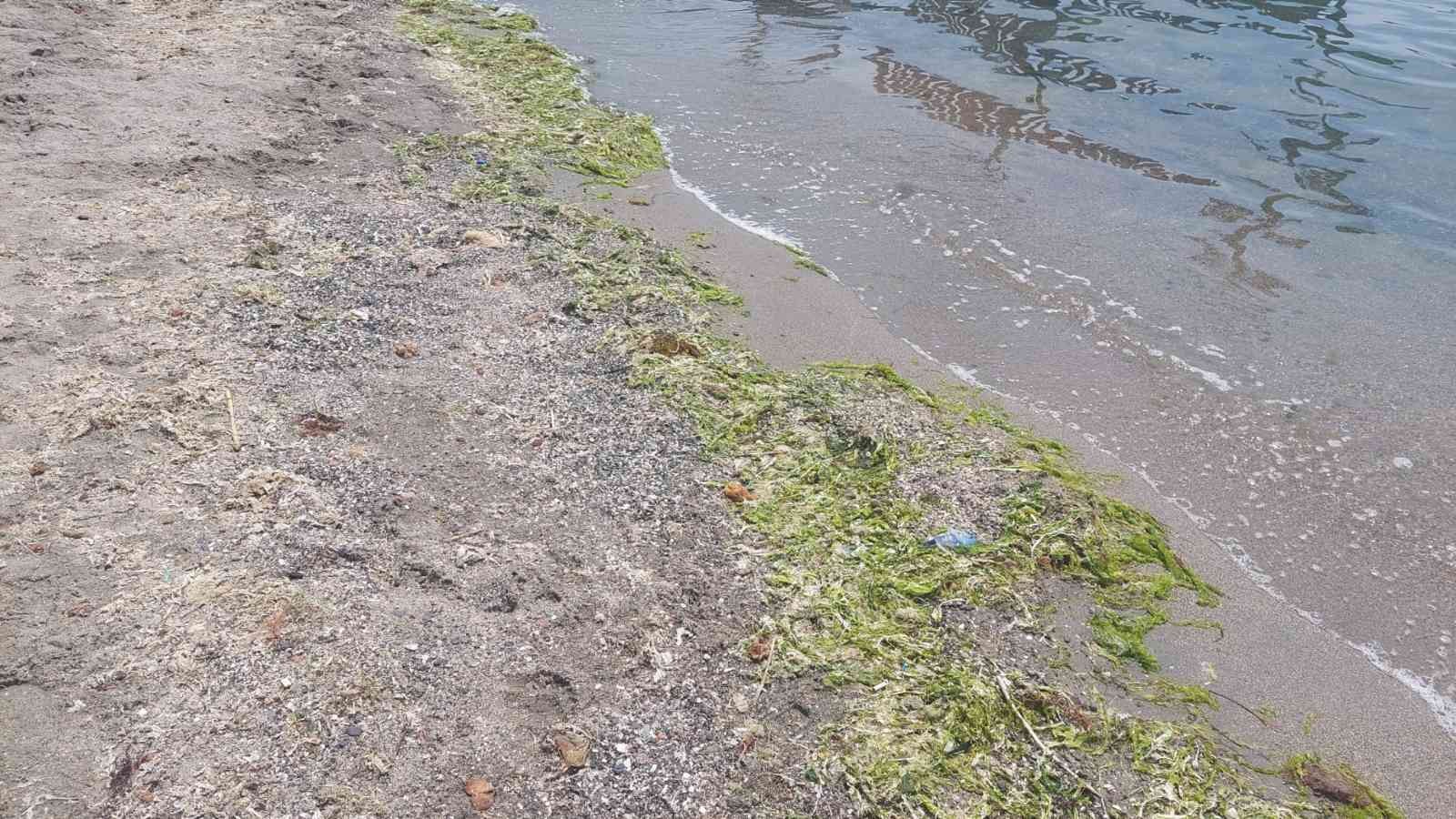 Marmara denizi kendini temizliyor: Kıyılar yosunla kaplanıyor Marmara Denizinin dibindeki yosun parçaları diplerden koparak kıyıya vurması sonucu Tekirdağ’ın Süleymanpaşa ilçesindeki sahil kıyılarında yosun ...