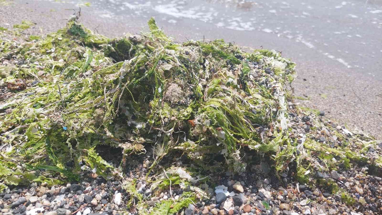 Marmara denizi kendini temizliyor: Kıyılar yosunla kaplanıyor Marmara Denizinin dibindeki yosun parçaları diplerden koparak kıyıya vurması sonucu Tekirdağ’ın Süleymanpaşa ilçesindeki sahil kıyılarında yosun ...