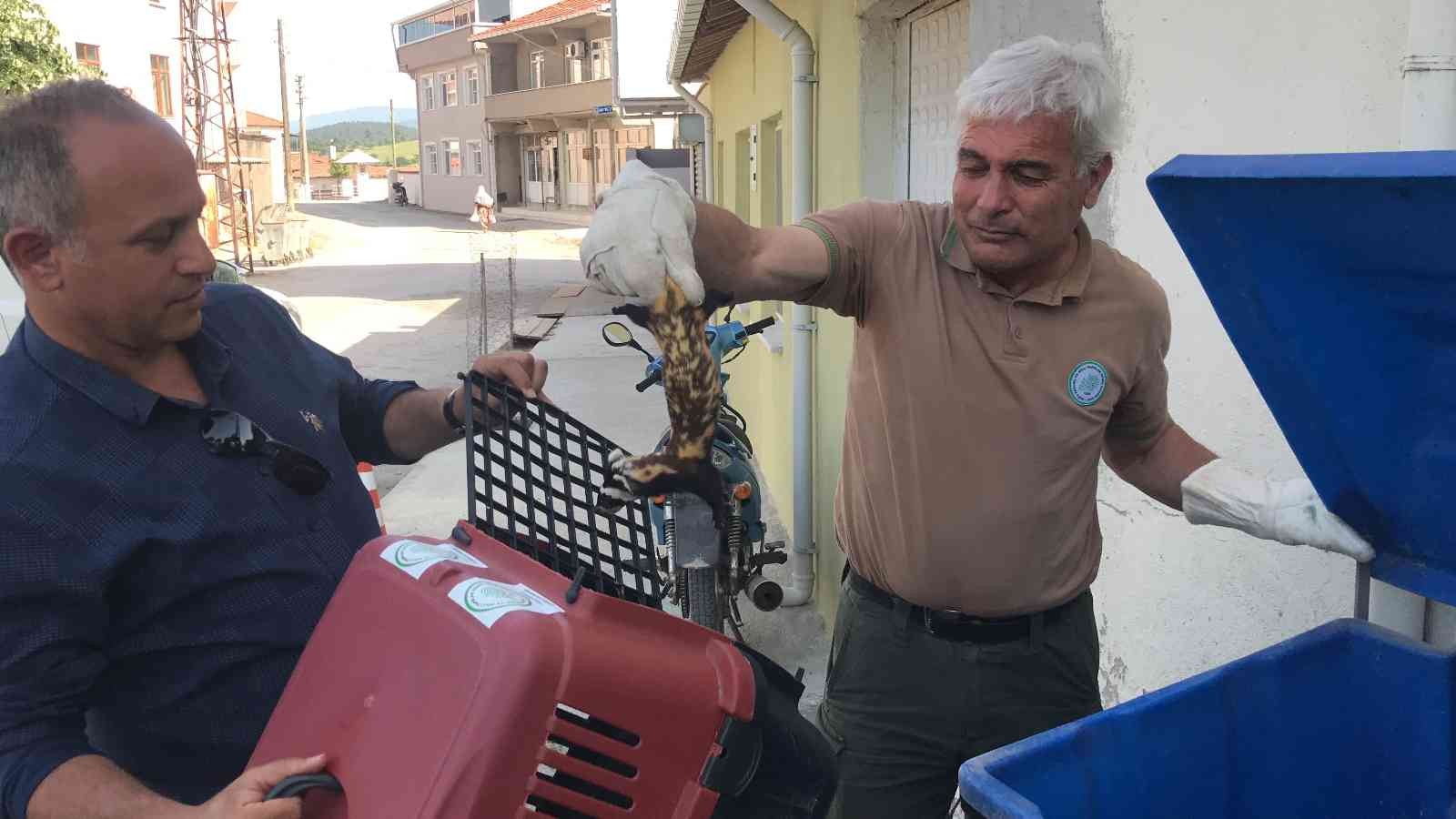 Çanakkale’nin Çan ilçesine bağlı Etili köyünde, nesli tükenme riski yüksek olan türler arasında yer alan ‘alaca sansar’, 4 yavrusu ile birlikte ...