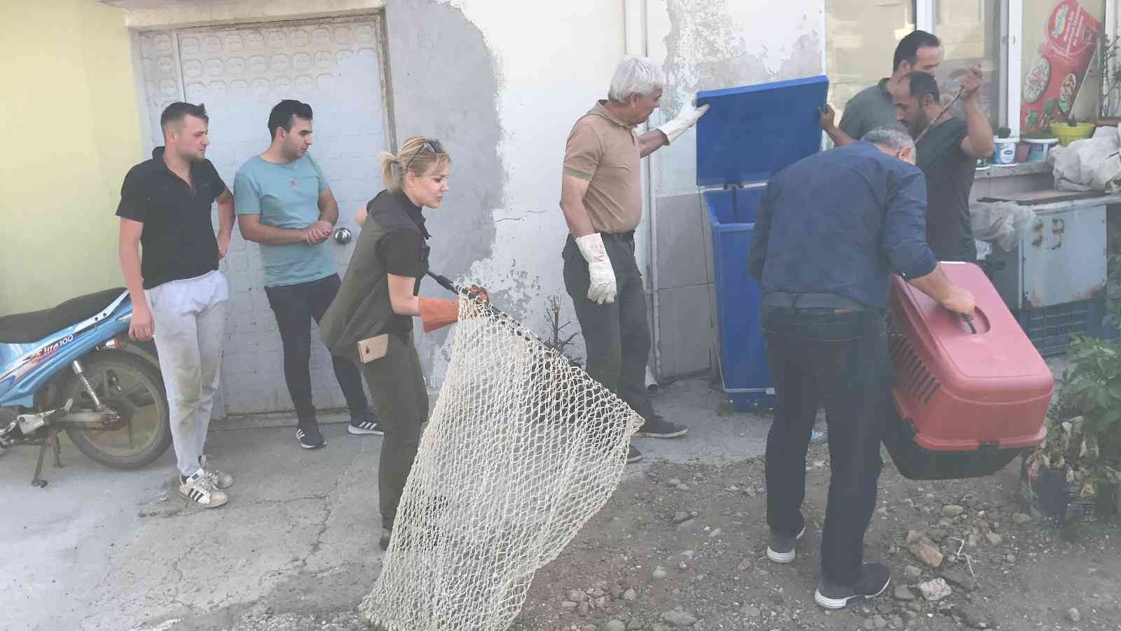 Çanakkale’nin Çan ilçesine bağlı Etili köyünde, nesli tükenme riski yüksek olan türler arasında yer alan ‘alaca sansar’, 4 yavrusu ile birlikte ...