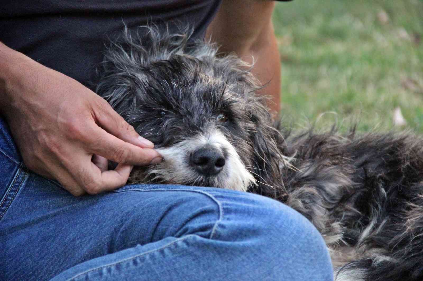 Kocaeli’de aracın çarpması neticesinde ağır yaralanan ve bazı veteriner hekimlerin "Yürüyemeyecek" dediği sokak köpeği, Ankara’daki bir klinikte ...