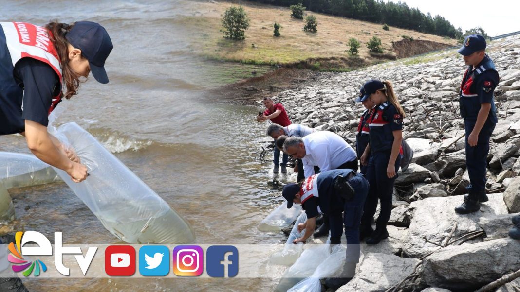 30-BİN-BALIK-YAVRUSU-GÖLETLERE-SALINDI