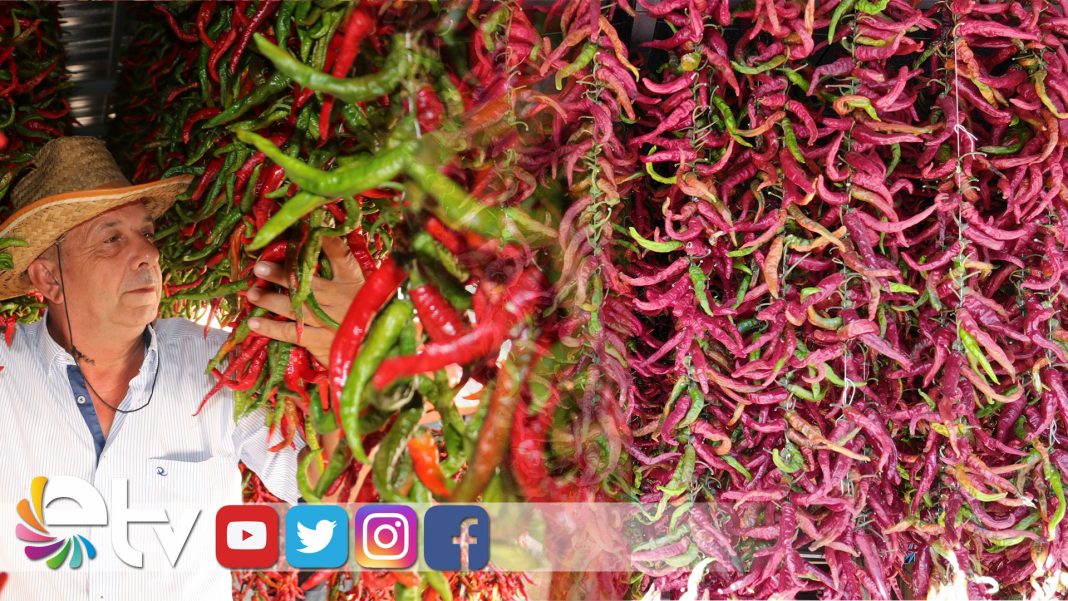 EDİRNE KARAAĞAÇ BİBERİNDE KURUTMA MESAİSİ BAŞLADI