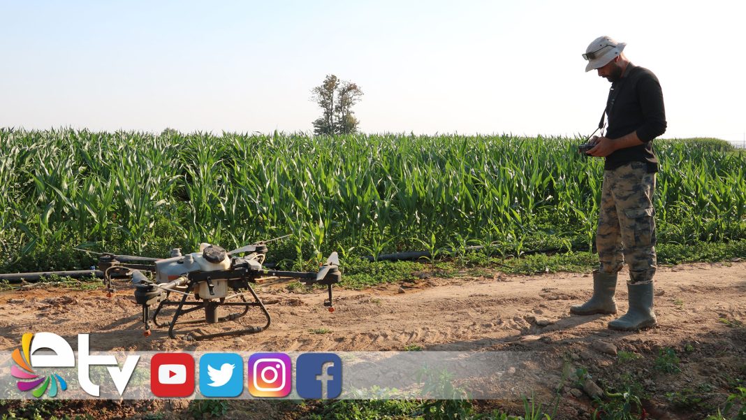 MISIR-TARLALARI-TIRTILLARDAN-TEMİZLENDİ