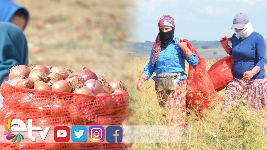 TEKIRDAGSOGANICOGRADIISRET