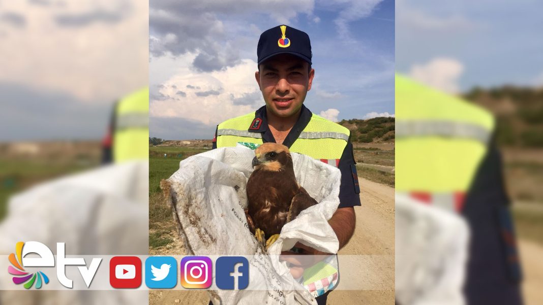 yaralıorman-kartalı