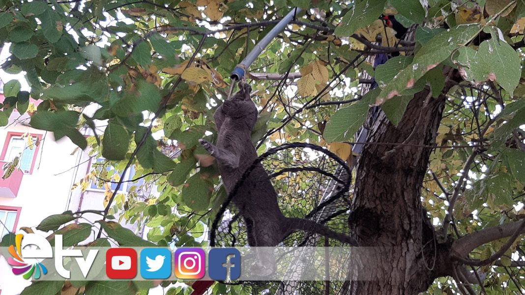 EVDENKACANYAVRURUSKEDISIIKIGUNAGACTAMAHSURKALDI