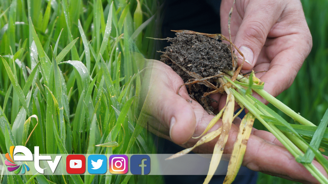 YAĞMUR,-ÜRETİCİNİN-VERİM-KAYBI-ENDİŞESİNE-İLAÇ-OLDU