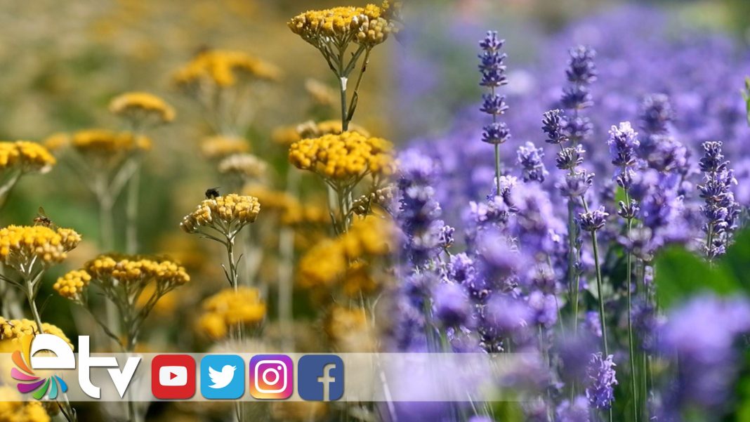 KOZMETIKVEILACSANAYININ