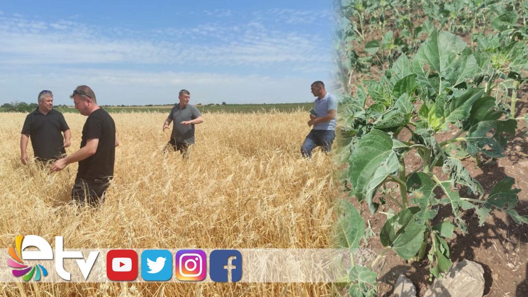 SIDDETLISAGANAKTARIMARAZILERINEZARAR