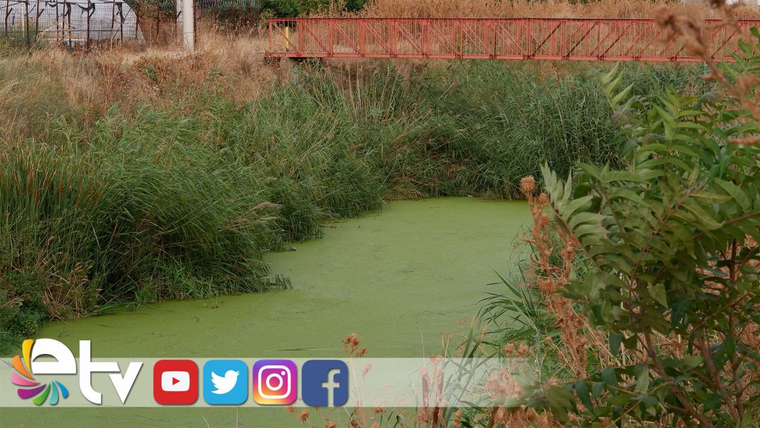 GEÇMİŞTE-BALIK-TUTULAN-DERE,-ŞİMDİ-ÇÖPLER-VE-YOSUNLARLA-KAPLI