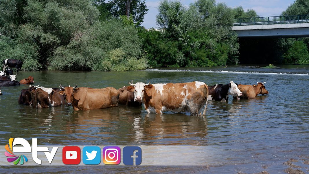 SICAKTAN-BUNALAN-HAYVAN