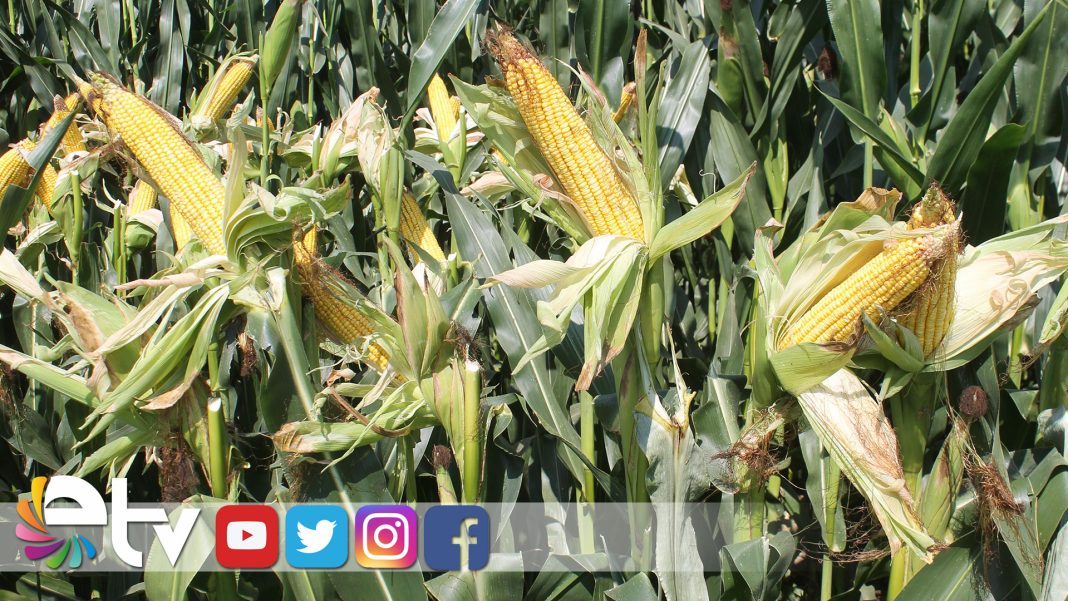 MISIRI-KURAKLIK-VURDU