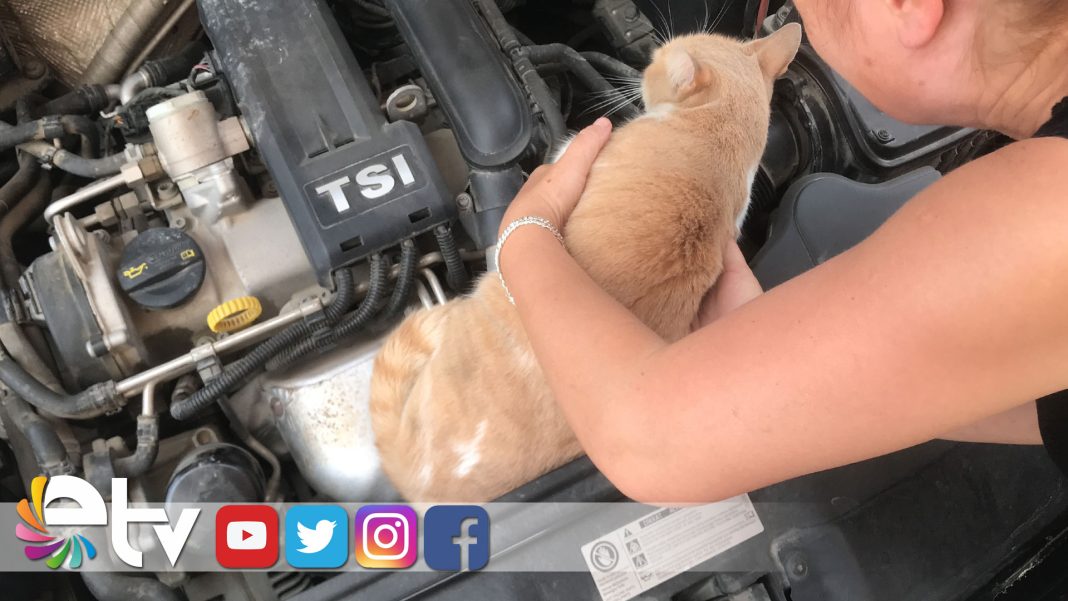 SIKIŞAN KEDİSİNİ ÇIKARMAK İÇİN SAATLERCE DİL DÖKTÜ