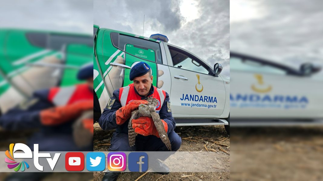 YARALI-ŞAHİN-TEDAVİ-ALTINA-ALINDI