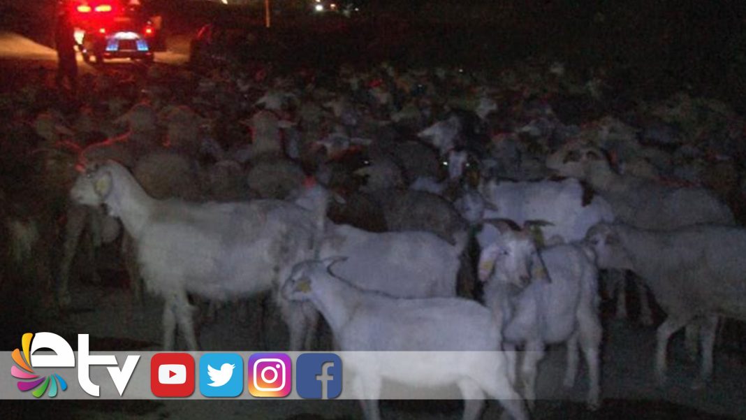 EDİRNE’DE-POLİSLERİN-KOYUN-SÜRÜSÜYLE-İMTİHANI