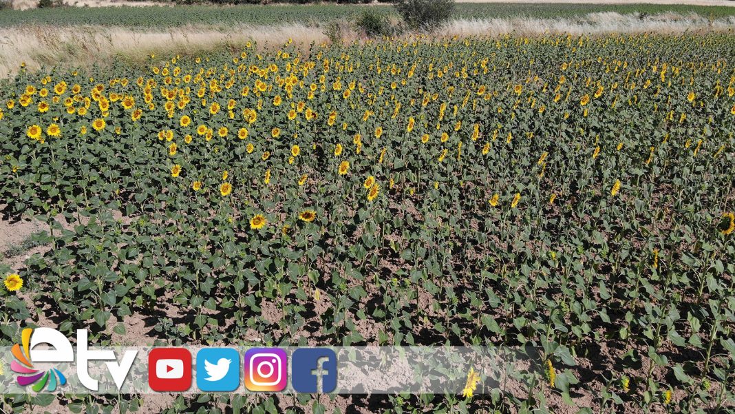 GEC-EKILEN-AYCICEKLERI-KURAKLIK-STRESINDE